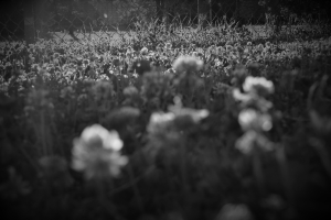  issue of Northwest Review.